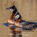 Rothalstaucher (Podiceps grisegena) Balzritual