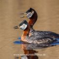 Rothalstaucher (Podiceps grisegena) Balzritual