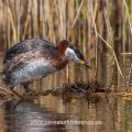 Rothalstaucher (Podiceps grisegena)