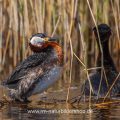Rothalstaucher (Podiceps grisegena)