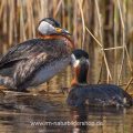 Rothalstaucher (Podiceps grisegena)
