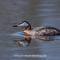 Rothalstaucher (Podiceps grisegena)