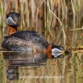 Rothalstaucher (Podiceps grisegena) kurz vor der Paarung