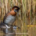 Rothalstaucher (Podiceps grisegena) kurz vor der Paarung