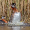 Rothalstaucher (Podiceps grisegena) wassertretend nach der Paarung