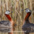 Rothalstaucher (Podiceps grisegena) kurz vor der Paarung