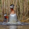 Rothalstaucher (Podiceps grisegena) wassertretend nach der Paarung