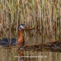 Rothalstaucher (Podiceps grisegena)