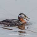 Rothalstaucher (Podiceps grisegena)