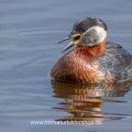Rothalstaucher (Podiceps grisegena)