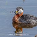 Rothalstaucher (Podiceps grisegena)
