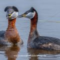 Rothalstaucher (Podiceps grisegena)