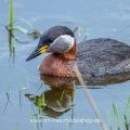 Rothalstaucher (Podiceps grisegena)