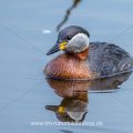 Rothalstaucher (Podiceps grisegena)