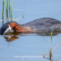 Rothalstaucher (Podiceps grisegena)