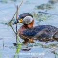 Rothalstaucher (Podiceps grisegena)