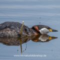 Rothalstaucher (Podiceps grisegena)