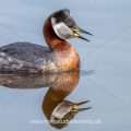 Rothalstaucher (Podiceps grisegena)