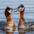 Rothalstaucher (Podiceps grisegena)