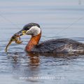 Rothalstaucher (Podiceps grisegena) mit Frosch als Beute
