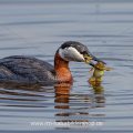 Rothalstaucher (Podiceps grisegena) mit Frosch als Beute