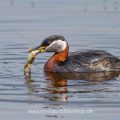Rothalstaucher (Podiceps grisegena) mit Frosch als Beute
