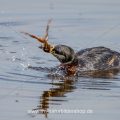 Rothalstaucher (Podiceps grisegena) mit Frosch als Beute