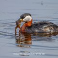 Rothalstaucher (Podiceps grisegena) mit Frosch als Beute