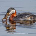 Rothalstaucher (Podiceps grisegena) mit Frosch als Beute
