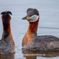 Rothalstaucher (Podiceps grisegena)