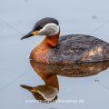 Rothalstaucher (Podiceps grisegena)