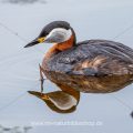 Rothalstaucher (Podiceps grisegena)