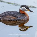 Rothalstaucher (Podiceps grisegena)