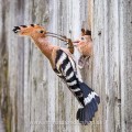 Wiedehopf (Upupa epops) an seiner Bruthöhle