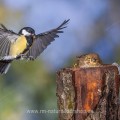 Kohlmeise (parus major)