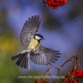 Kohlmeise (parus major)