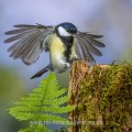 Kohlmeise (parus major)
