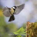 Kohlmeise (parus major)