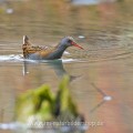 Wasserralle (Rallus aquaticus)