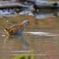 Wasserralle (Rallus aquaticus)