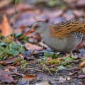Wasserralle (Rallus aquaticus)