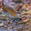 Wasserralle (Rallus aquaticus)