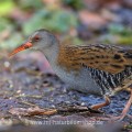 Wasserralle (Rallus aquaticus)