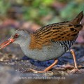 Wasserralle (Rallus aquaticus)