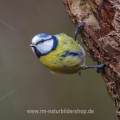 Blaumeise (Cyanistes caeruleus)