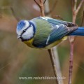 Blaumeise (Cyanistes caeruleus)