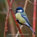 Kohlmeise (parus major)