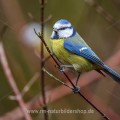 Blaumeise (Cyanistes caeruleus)