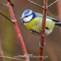 Blaumeise (Cyanistes caeruleus)