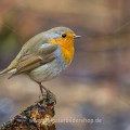 Rotkehlchen (Erithacus rubecula)